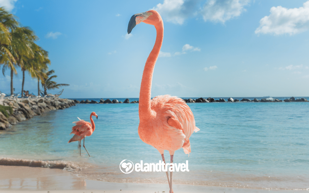 Vuelos directos a Aruba: qué cambia para quienes viajan desde Argentina