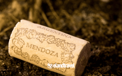 Mendoza: el valor de la pausa y el diseño detrás de la copa
