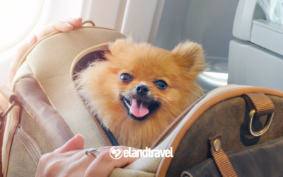 ¿Viajas con tu mascota en avión? La IATA publica nuevas reglas globales, pero la última palabra sigue siendo de tu aerolínea